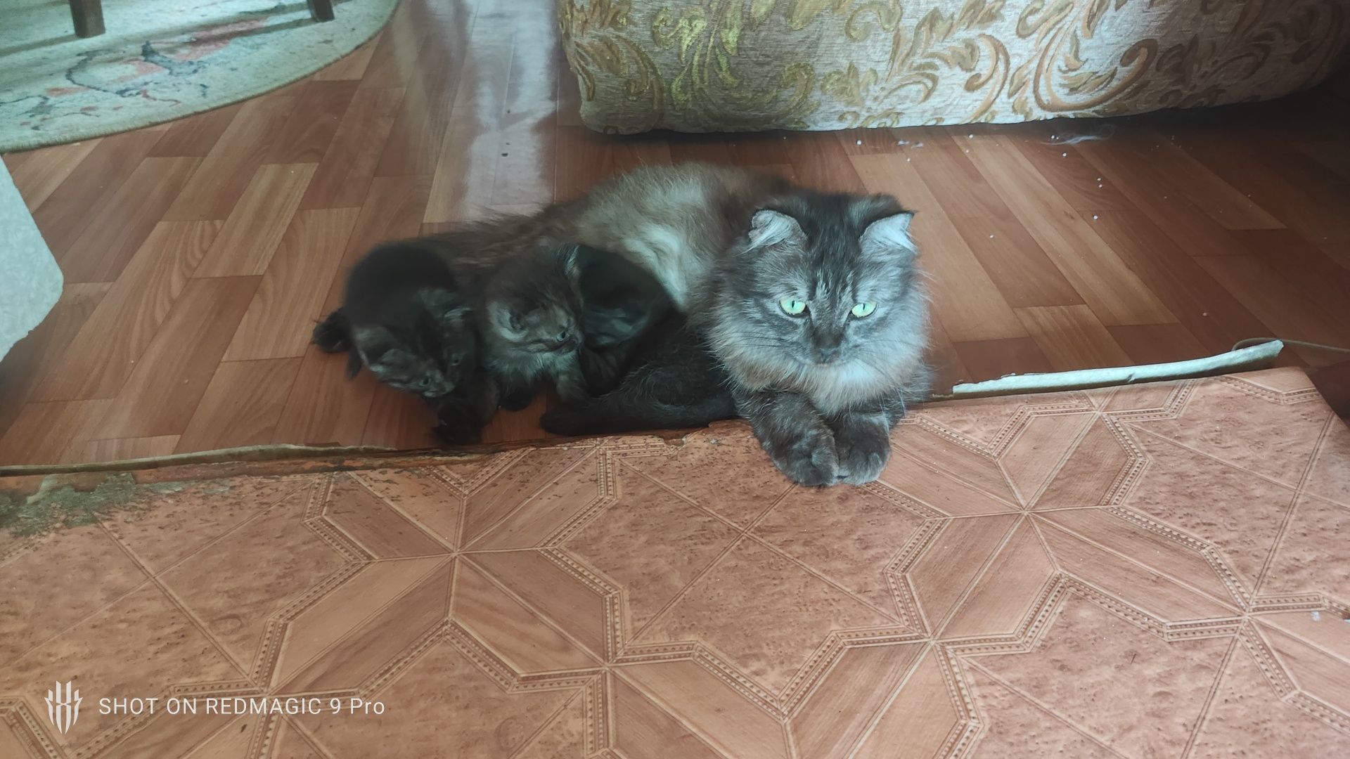 Хорошие котята ищут дом