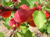 Cais ( Soiul BIG RED )