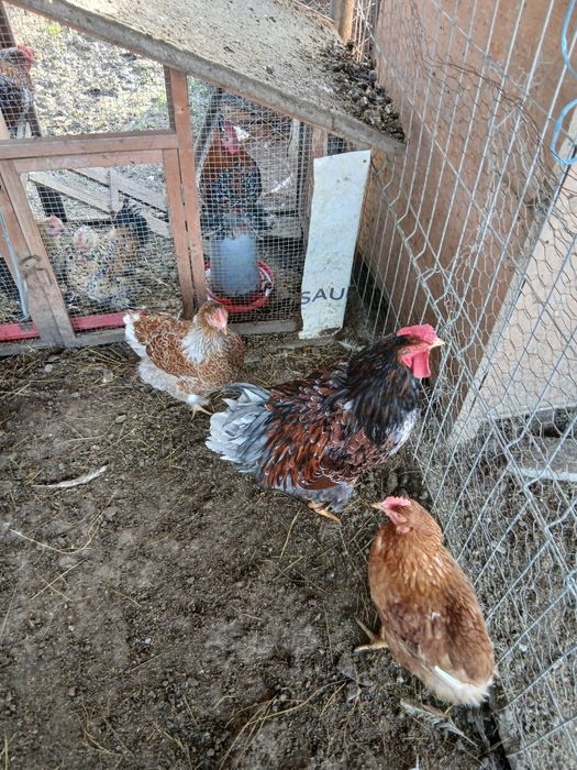 Gaini wiandote pereche /schimb