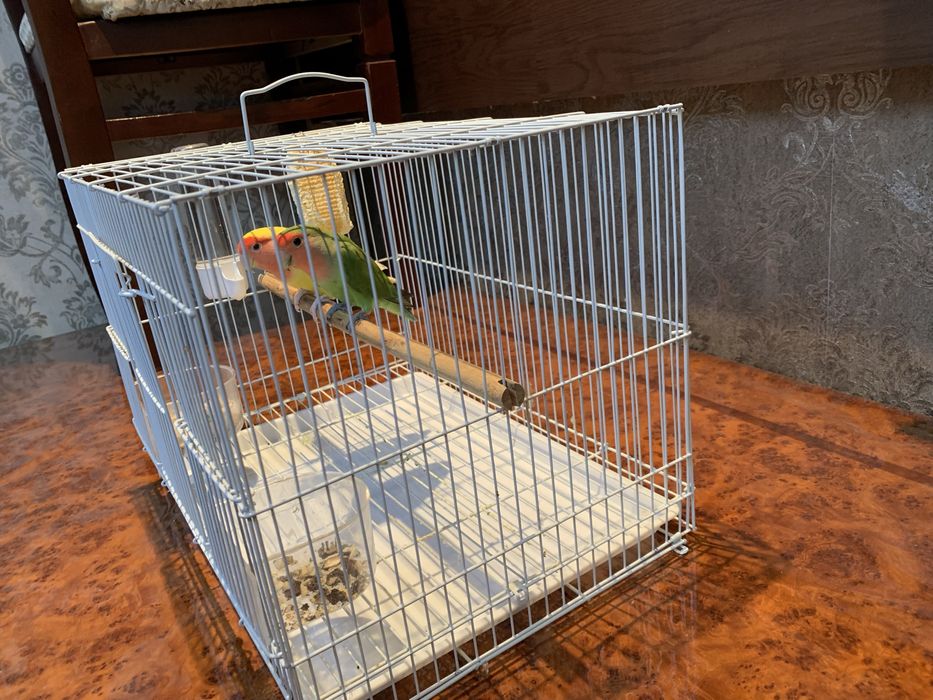 Продам папугаи неразлучники