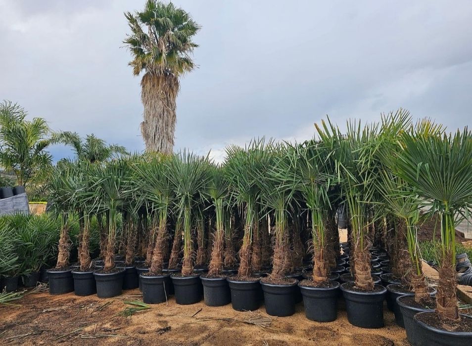 Plante exotice. Palmieri Trachycarpus Fortunei, maslin secular, bonsai