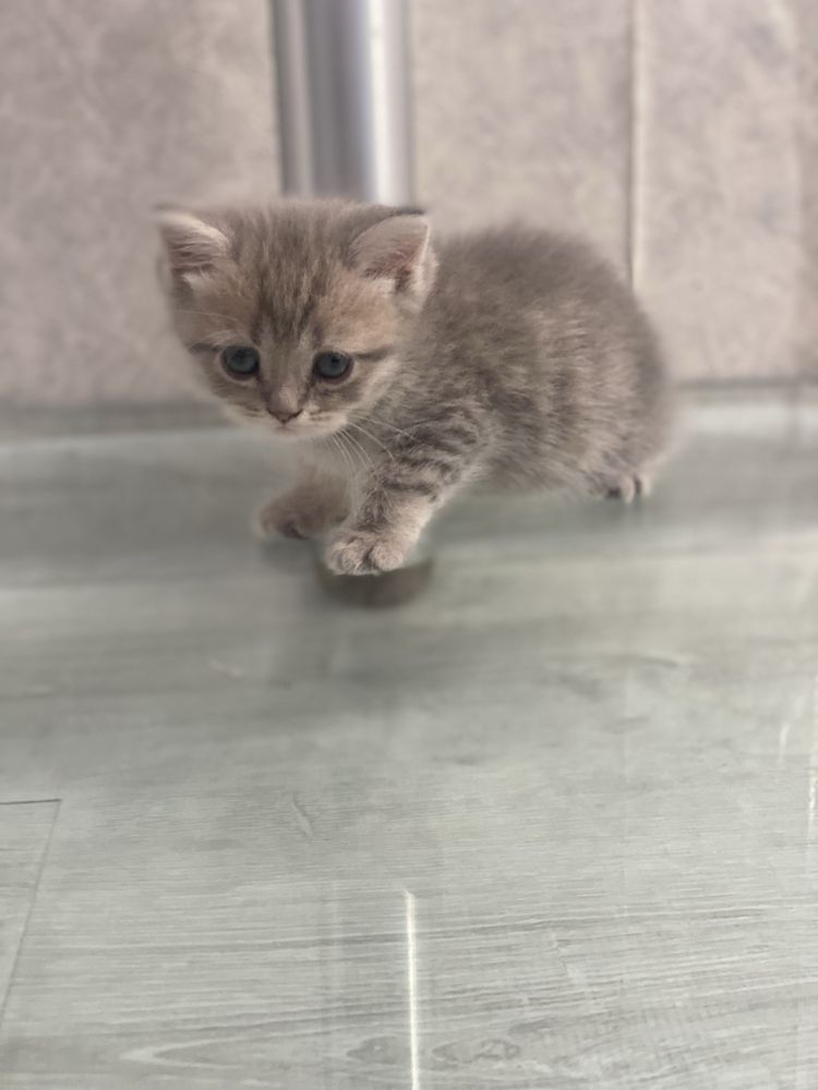 Продаются котята Scottish Fold и Scottish Straight!
