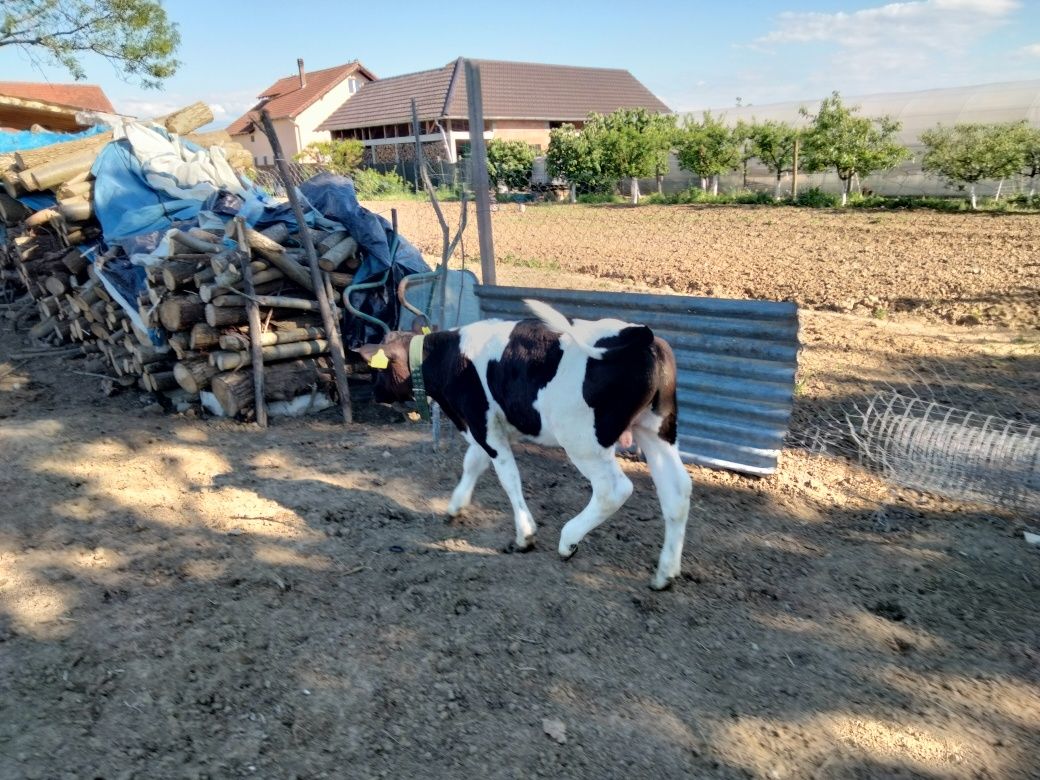 Vind vaca și vitel Holstein.