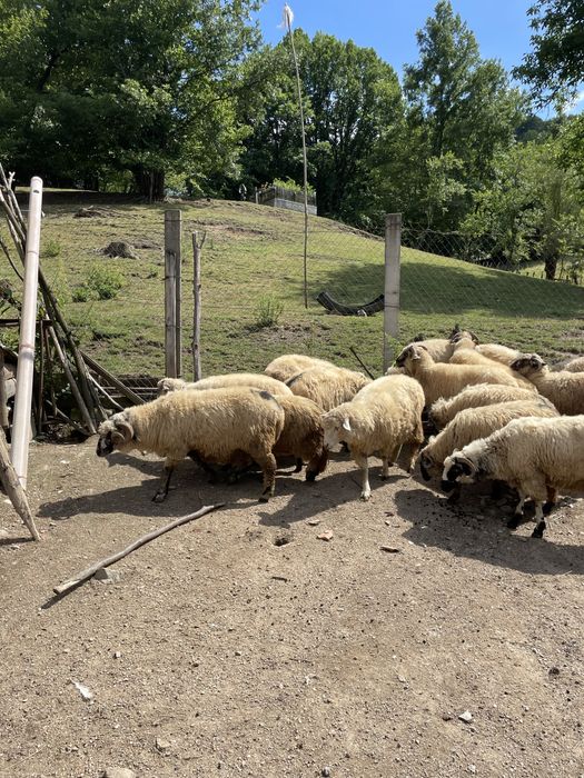 Turmă frumoasă de oi