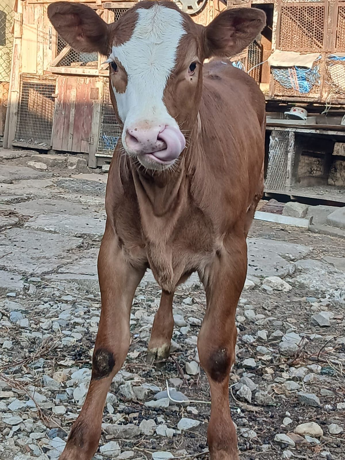 Vând vitea angus de 4 luni