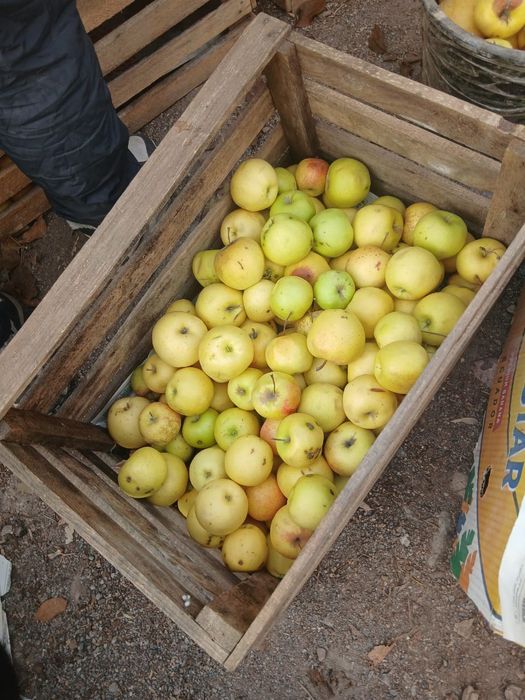 Продам яблоки 3 сорт по 80 т.Есть и хорошие цена  300т золотой америка