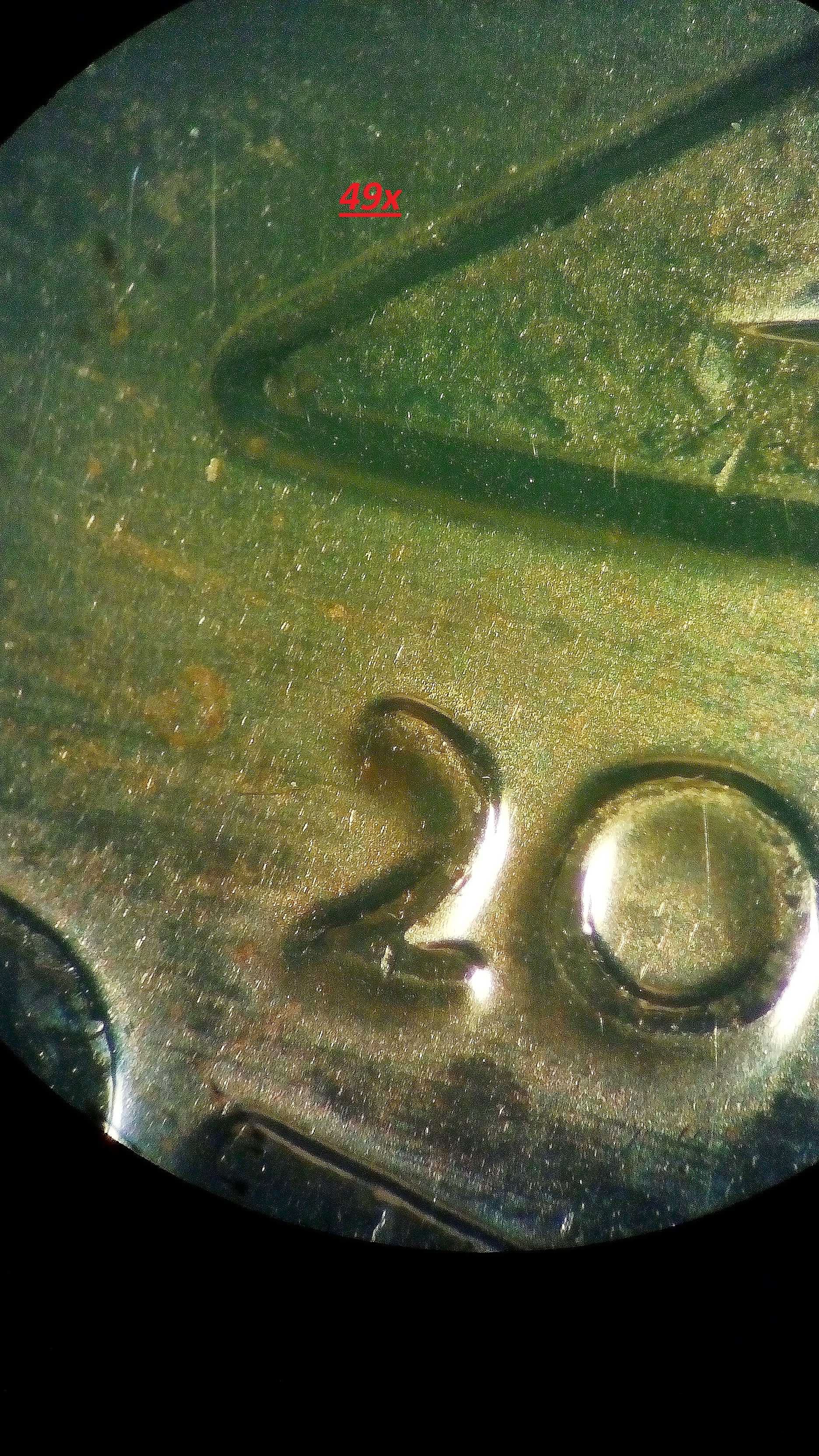 Nikon SMZ-1b Stereo Zoom микроскоп