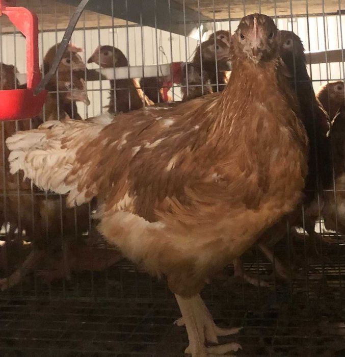 Avicola BALAGRI – producător de puicuțe ouătoare,