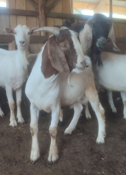 Țap Boer de 8 luni