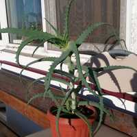 Plante Ornamentale/Medicinale: Aloe Vera Arborescensis