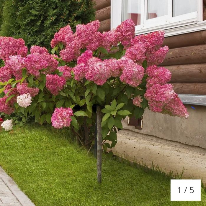 Hortensie pom și tufa de grădină