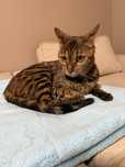 Отдам в хорошие руки Кошка бенгальская, 4 года