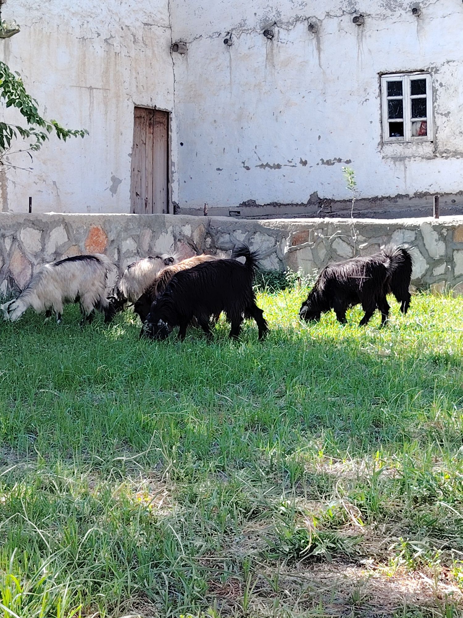 Semiz uloqlar sotiladi.