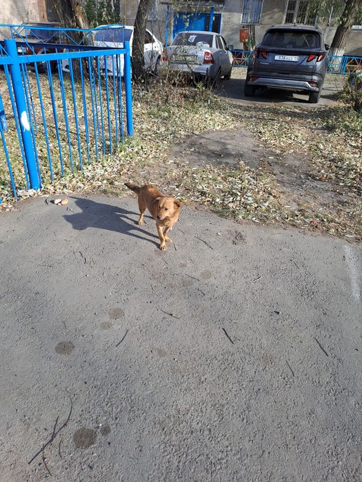 Найдена собака , срочно!