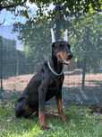 catelus doberman