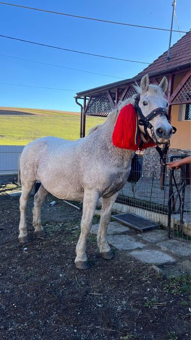 Vand iapa buna de caruta