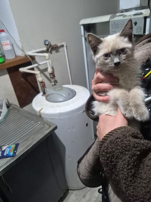 Отдам котенка в добрые руки