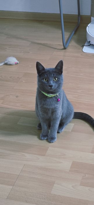 Ищем любящий дом для замечательного котика по имени ТОМ.
Брали совсем