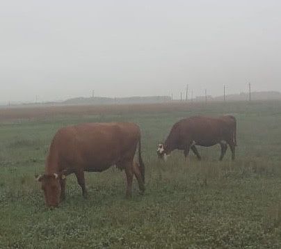 Продам коров и телят