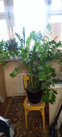 Замиокулькас, растение комнатное/офисное