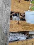 Donez pisoi cu vârsta de aproximativ 5-6 săptămâni