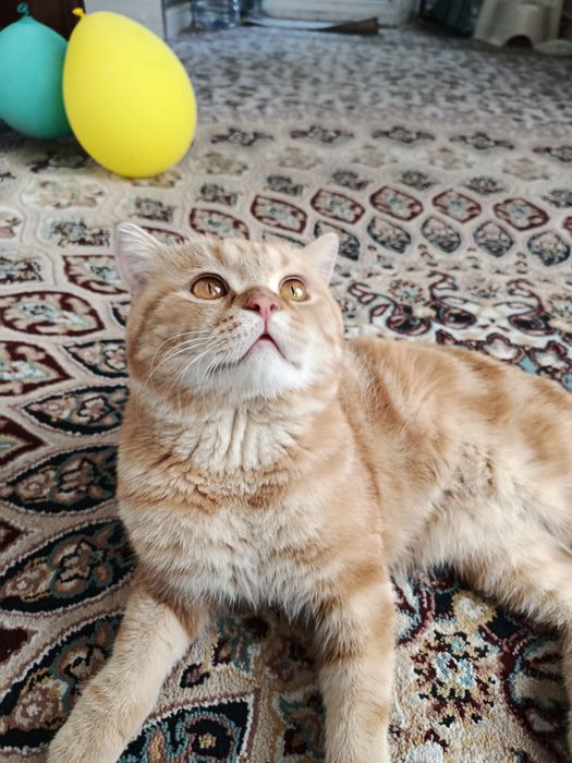 Skotish strayt Vyaska