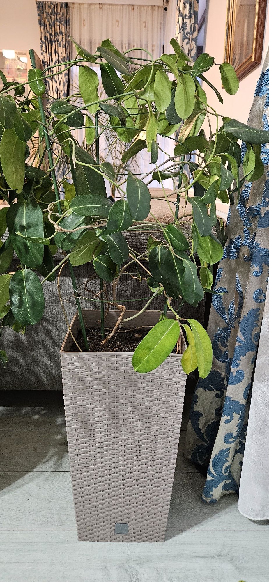 Plante ornamentale naturale