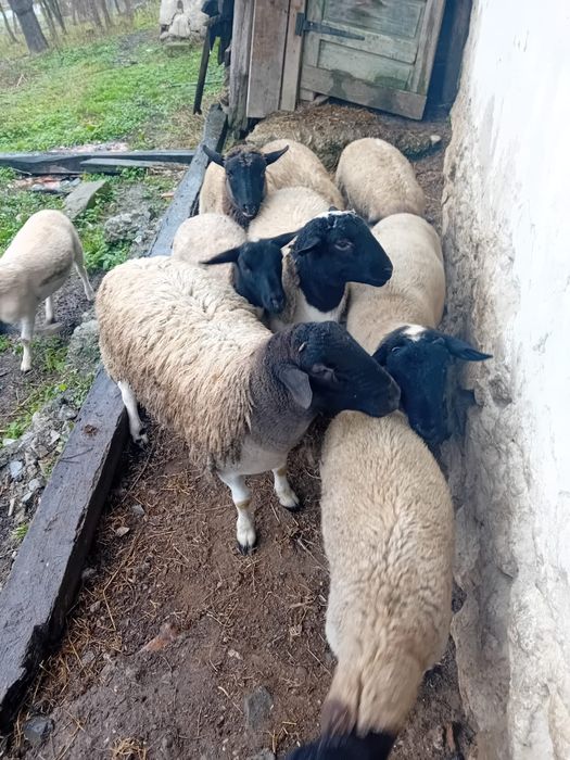 Vând berbecuți dorper