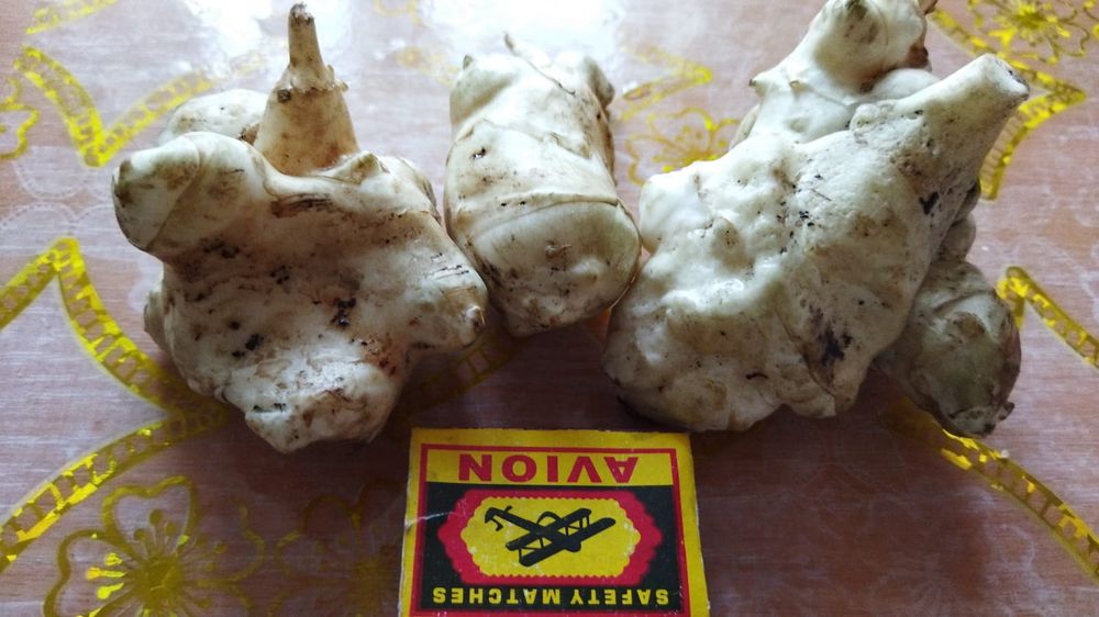 Топинамбур. . От диабета и для Вашего здоровья