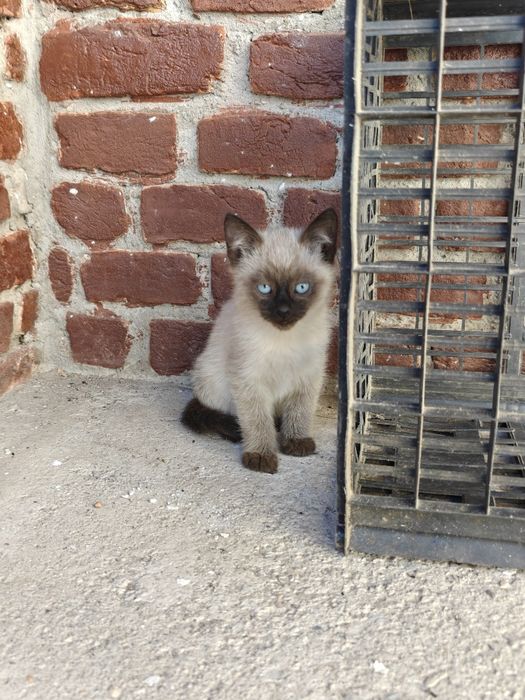Pui Pisica Siamez  în Nasaud