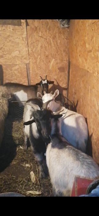 3 capre gestante și un țap