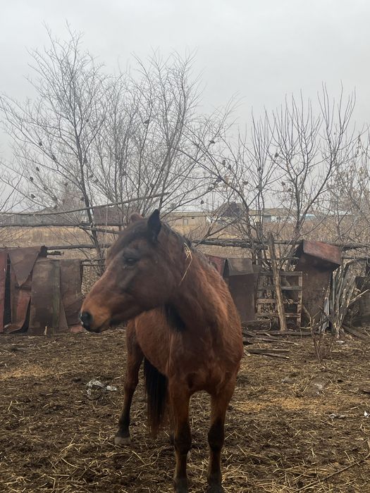 Продам кобылу, бие сатам
