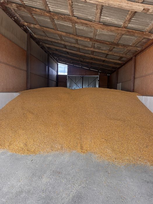 Porumb productie 2025