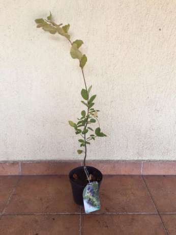 Vand afin canadian saskatoon(smokey) de 3ani la pret de 15 LEI