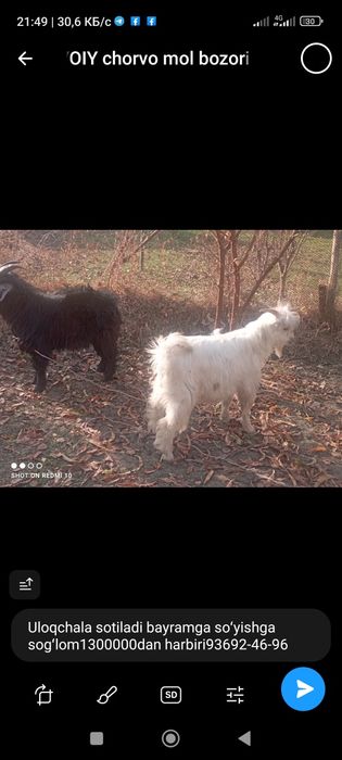 Echki uloqchala sotiladi sogʻlom