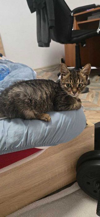 Котенце на 4 месеца си търси дом