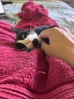 Търсим дом на мъжко котенце на 4 месеца - Батман