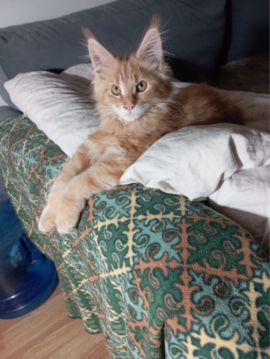 Котята мейн куна