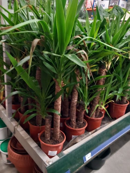 Vând lavanda la ghiveci  și yuca grande