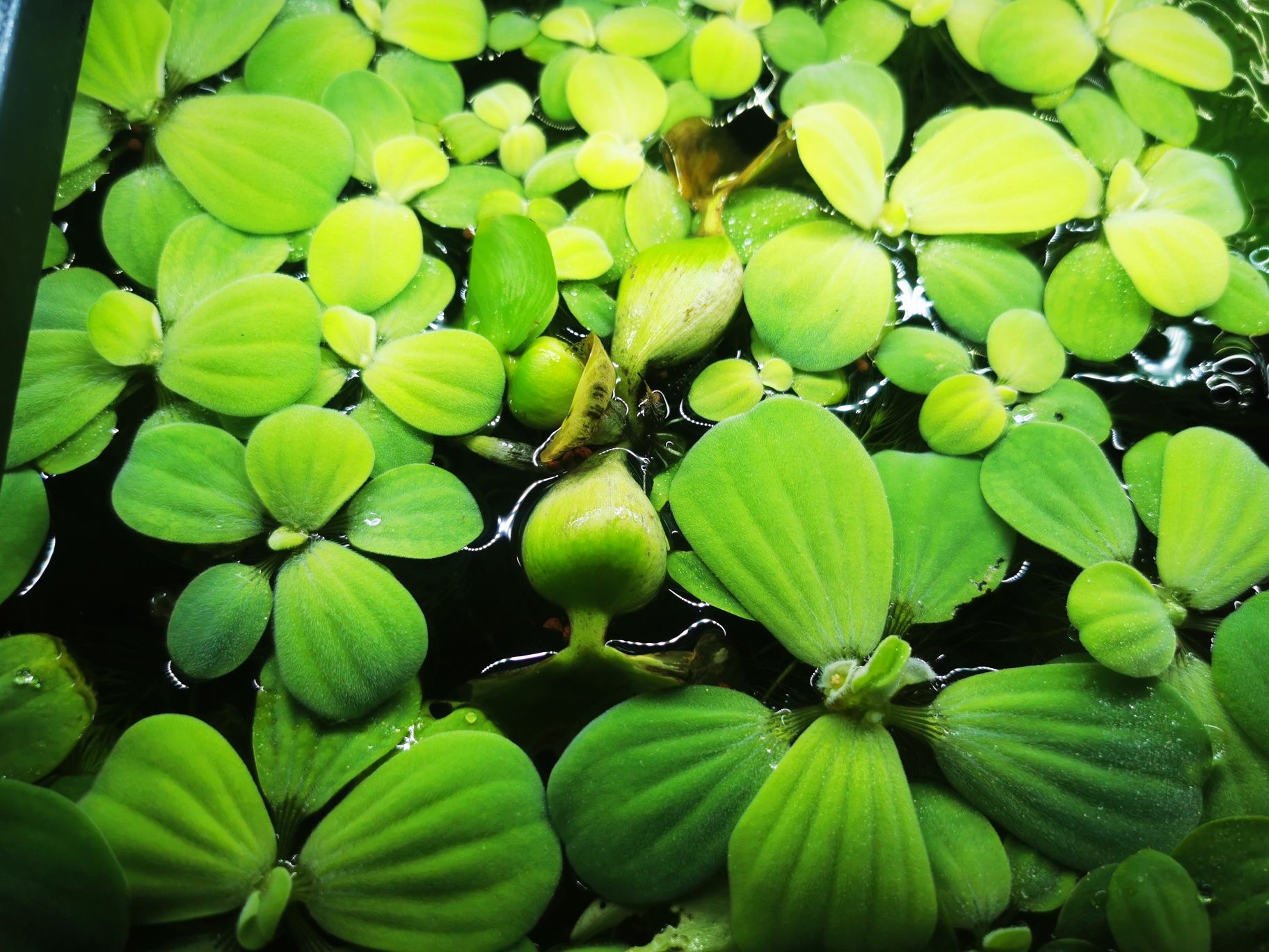 Piscia- salata de apa-plante