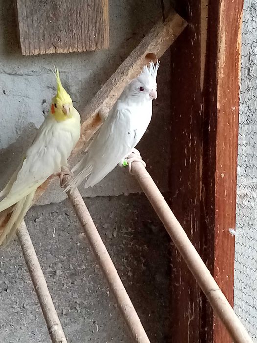 Корели папагали млади