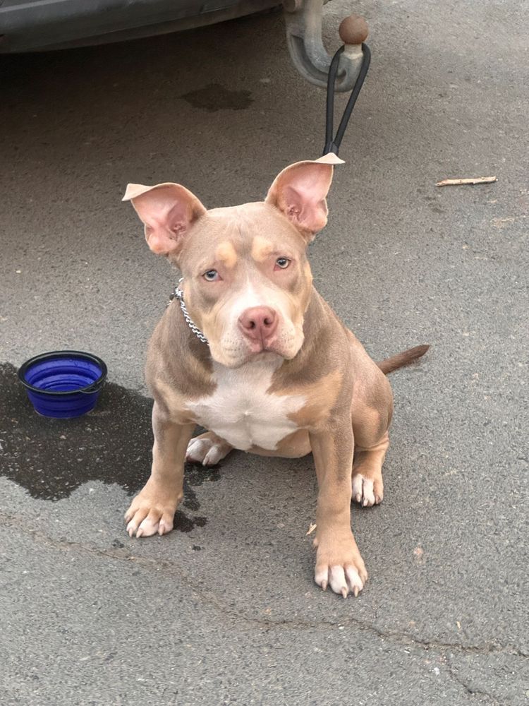 American bully  Tri lilac