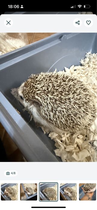 Arici African Cumparat de la animax