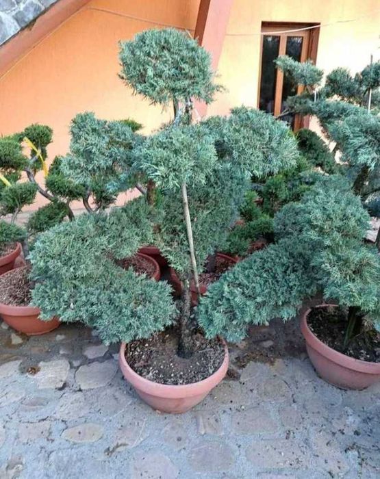 Mesteacan copaci ornamentali