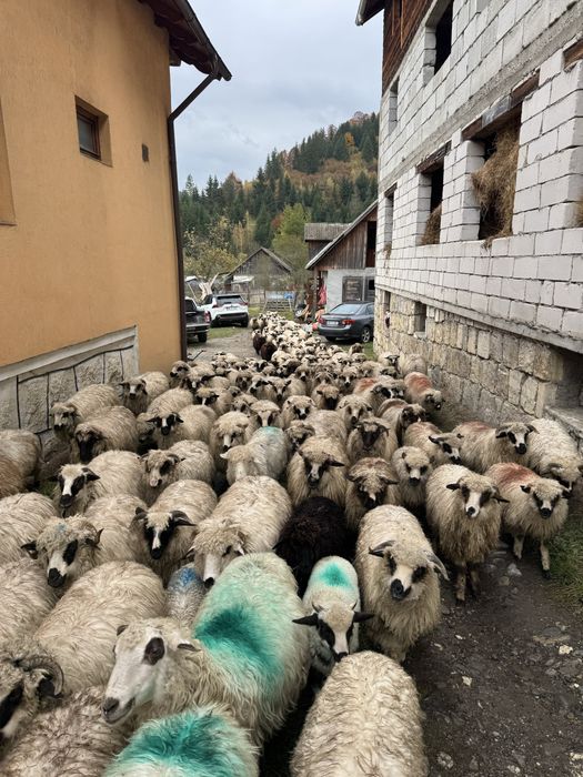 Vand mielute de prasila pe ales