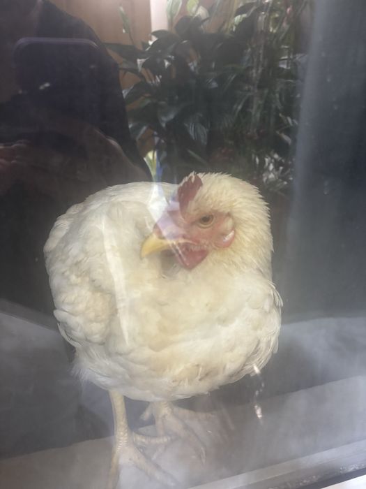 Продам кур брамо