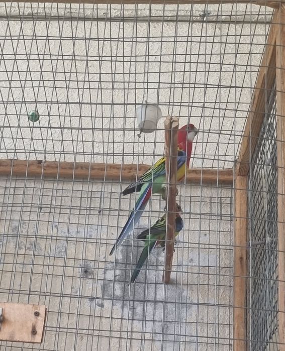 Розелла пара 250$