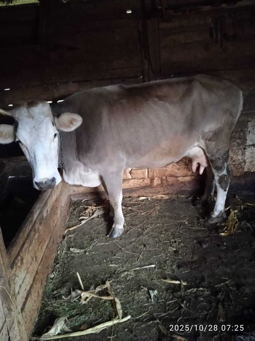 Vaca de lapte de 5 ani - 5500 ron