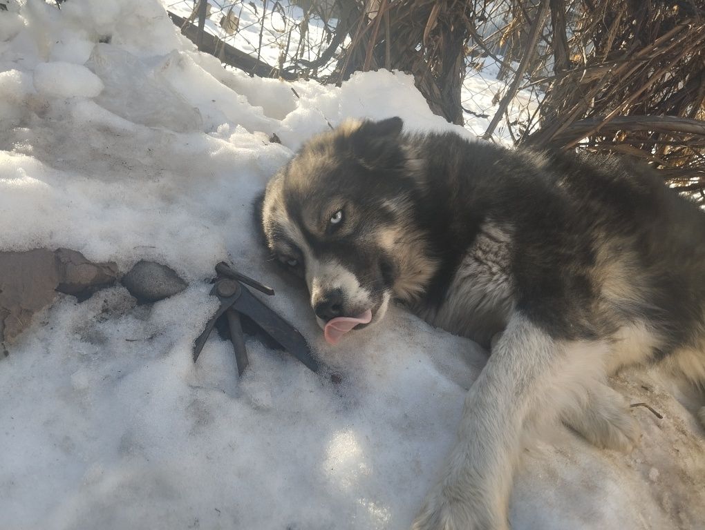 Продам сабачку ласковую