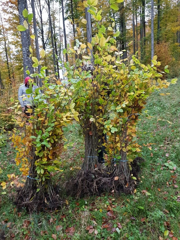 Tuia mesteacăn tei argintiu Leilandi